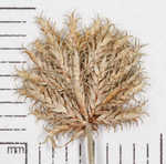 Bearded flatsedge